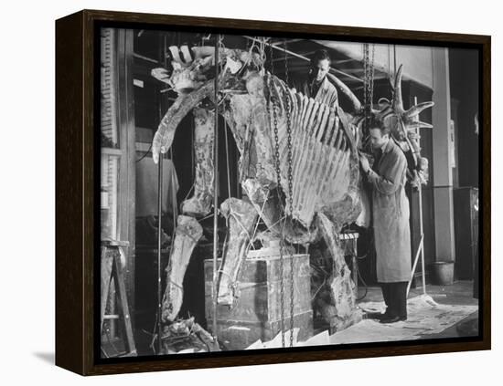 Two Museum Paleontologists Assembling Complete Styracosaurus, American Museum of Natural History-Margaret Bourke-White-Framed Premier Image Canvas