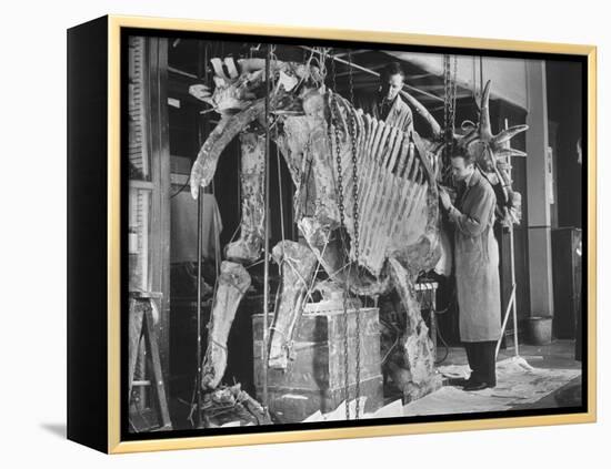 Two Museum Paleontologists Assembling Complete Styracosaurus, American Museum of Natural History-Margaret Bourke-White-Framed Premier Image Canvas