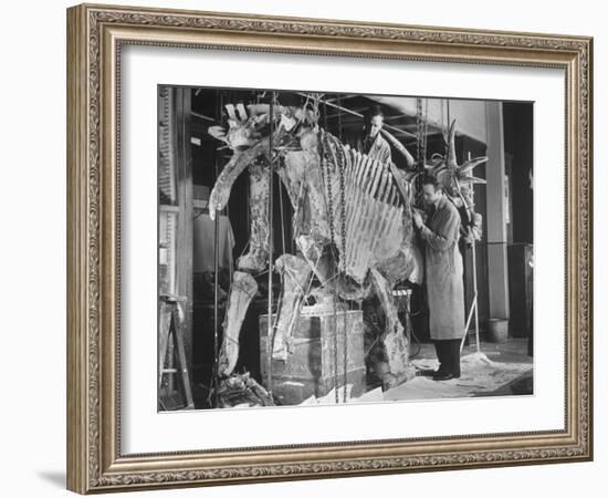 Two Museum Paleontologists Assembling Complete Styracosaurus, American Museum of Natural History-Margaret Bourke-White-Framed Photographic Print