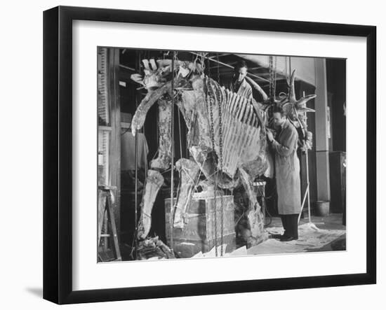 Two Museum Paleontologists Assembling Complete Styracosaurus, American Museum of Natural History-Margaret Bourke-White-Framed Photographic Print