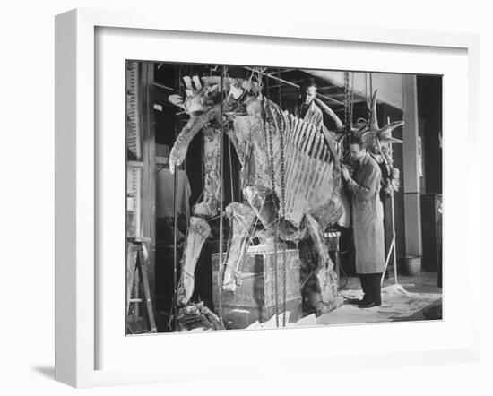 Two Museum Paleontologists Assembling Complete Styracosaurus, American Museum of Natural History-Margaret Bourke-White-Framed Photographic Print