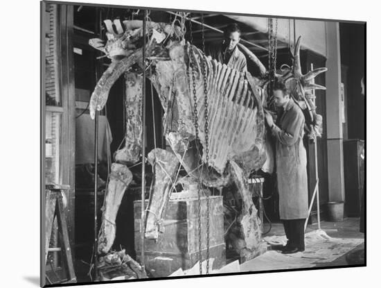 Two Museum Paleontologists Assembling Complete Styracosaurus, American Museum of Natural History-Margaret Bourke-White-Mounted Photographic Print