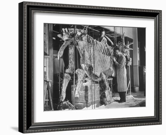 Two Museum Paleontologists Assembling Complete Styracosaurus, American Museum of Natural History-Margaret Bourke-White-Framed Photographic Print