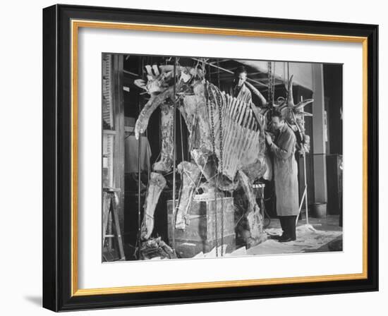 Two Museum Paleontologists Assembling Complete Styracosaurus, American Museum of Natural History-Margaret Bourke-White-Framed Photographic Print