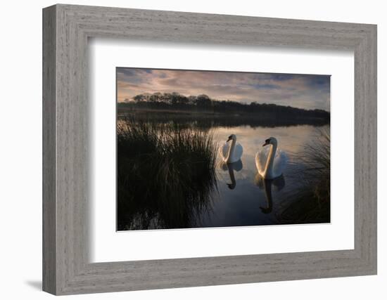 Two Mute Swan, Cygnus Olor, on a Lake in London's Richmond Park-Alex Saberi-Framed Photographic Print