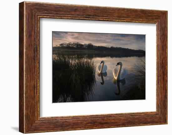 Two Mute Swan, Cygnus Olor, on a Lake in London's Richmond Park-Alex Saberi-Framed Photographic Print