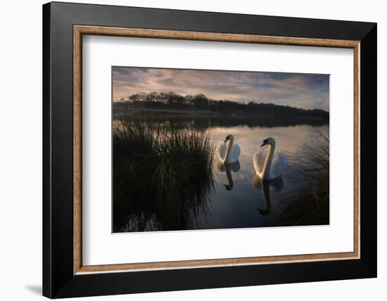 Two Mute Swan, Cygnus Olor, on a Lake in London's Richmond Park-Alex Saberi-Framed Photographic Print