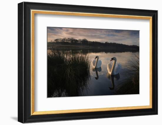 Two Mute Swan, Cygnus Olor, on a Lake in London's Richmond Park-Alex Saberi-Framed Photographic Print