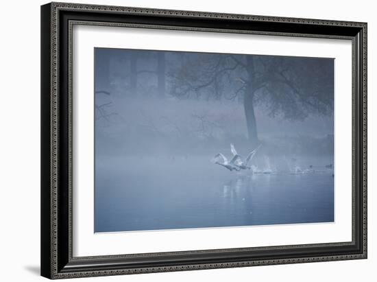 Two Mute Swans, Cygnus Odor, Take Off from a Misty Pond at Sunrise-Alex Saberi-Framed Photographic Print