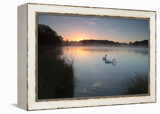 Two Mute Swans, Cygnus Olor, Feed on Misty Pen Ponds in Richmond Park at Sunrise-Alex Saberi-Framed Premier Image Canvas