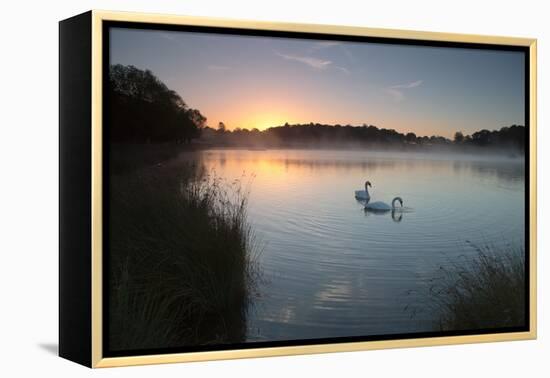Two Mute Swans, Cygnus Olor, Feed on Misty Pen Ponds in Richmond Park at Sunrise-Alex Saberi-Framed Premier Image Canvas