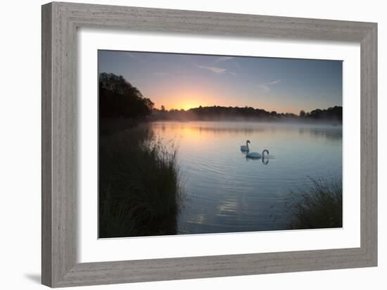 Two Mute Swans, Cygnus Olor, Feed on Misty Pen Ponds in Richmond Park at Sunrise-Alex Saberi-Framed Photographic Print