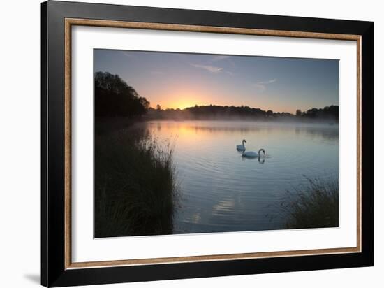 Two Mute Swans, Cygnus Olor, Feed on Misty Pen Ponds in Richmond Park at Sunrise-Alex Saberi-Framed Photographic Print