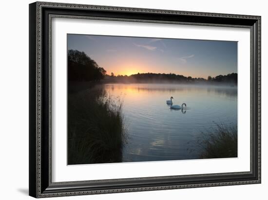 Two Mute Swans, Cygnus Olor, Feed on Misty Pen Ponds in Richmond Park at Sunrise-Alex Saberi-Framed Photographic Print