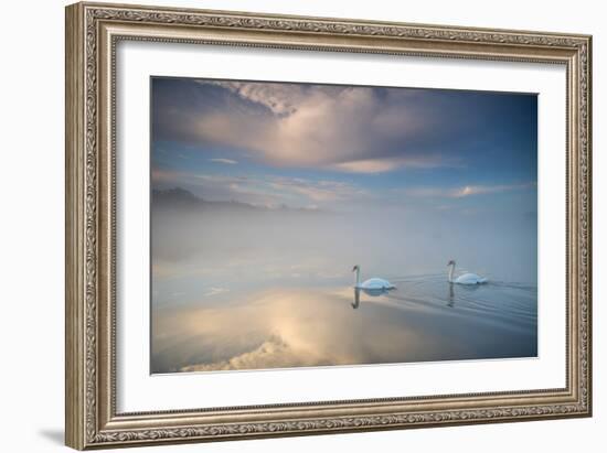 Two Mute Swans, Cygnus Olor, Floating On A Lake In Richmond Park At Sunrise-Alex Saberi-Framed Photographic Print