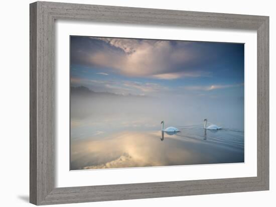 Two Mute Swans, Cygnus Olor, Floating On A Lake In Richmond Park At Sunrise-Alex Saberi-Framed Photographic Print