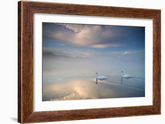 Two Mute Swans, Cygnus Olor, Floating On A Lake In Richmond Park At Sunrise-Alex Saberi-Framed Photographic Print