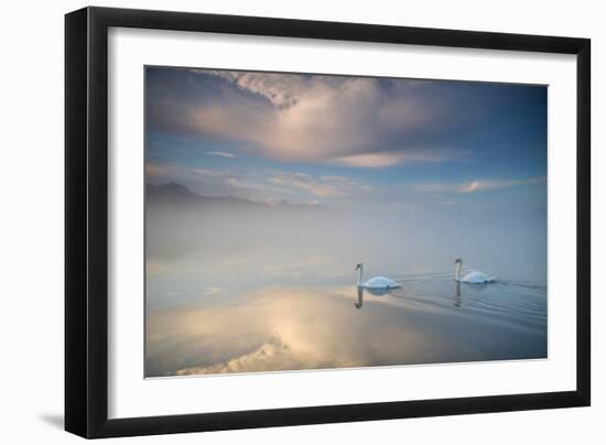 Two Mute Swans, Cygnus Olor, Floating On A Lake In Richmond Park At Sunrise-Alex Saberi-Framed Photographic Print