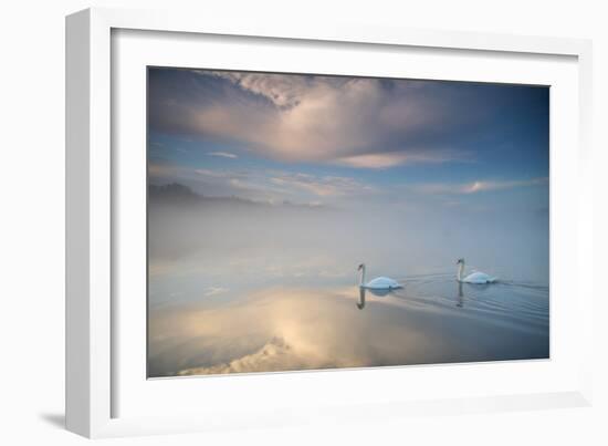 Two Mute Swans, Cygnus Olor, Floating On A Lake In Richmond Park At Sunrise-Alex Saberi-Framed Photographic Print