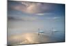 Two Mute Swans, Cygnus Olor, Floating On A Lake In Richmond Park At Sunrise-Alex Saberi-Mounted Photographic Print