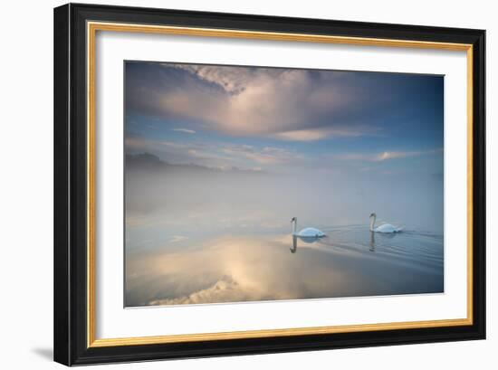 Two Mute Swans, Cygnus Olor, Floating On A Lake In Richmond Park At Sunrise-Alex Saberi-Framed Photographic Print