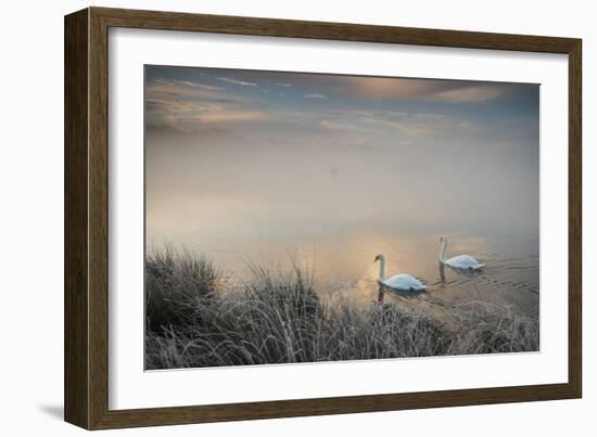 Two Mute Swans, Cygnus Olor, Glide Through A Lake In Richmond Park At Sunrise-Alex Saberi-Framed Photographic Print