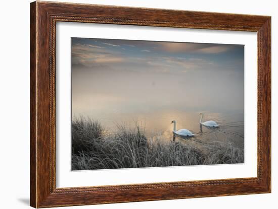 Two Mute Swans, Cygnus Olor, Glide Through A Lake In Richmond Park At Sunrise-Alex Saberi-Framed Photographic Print