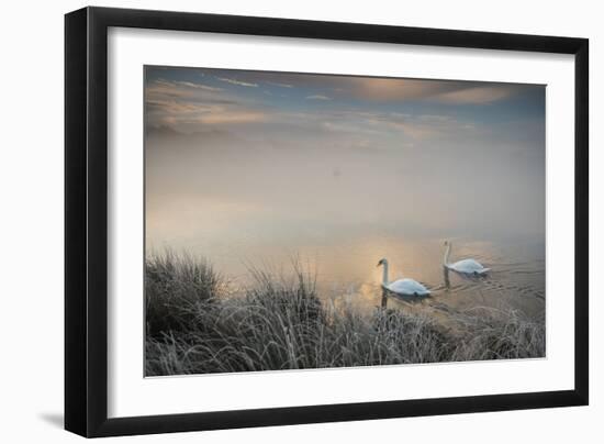 Two Mute Swans, Cygnus Olor, Glide Through A Lake In Richmond Park At Sunrise-Alex Saberi-Framed Photographic Print