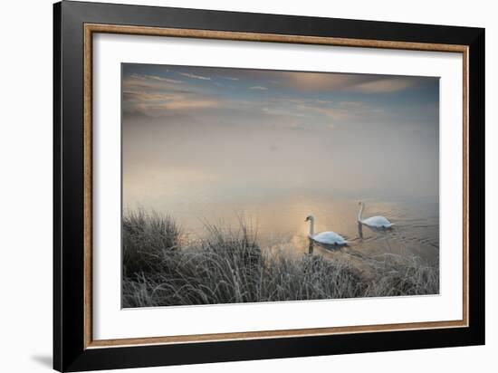 Two Mute Swans, Cygnus Olor, Glide Through A Lake In Richmond Park At Sunrise-Alex Saberi-Framed Photographic Print