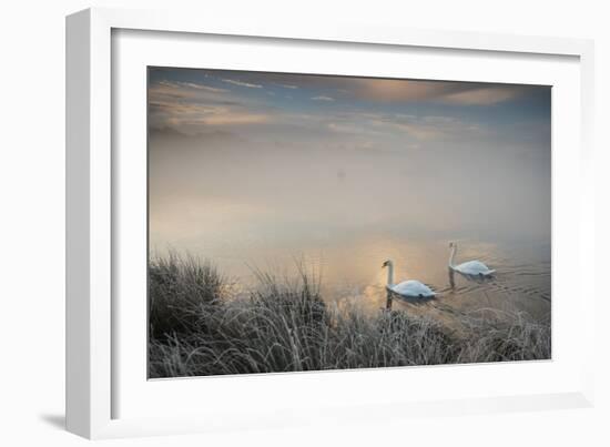 Two Mute Swans, Cygnus Olor, Glide Through A Lake In Richmond Park At Sunrise-Alex Saberi-Framed Photographic Print