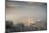 Two Mute Swans, Cygnus Olor, Glide Through A Lake In Richmond Park At Sunrise-Alex Saberi-Mounted Photographic Print