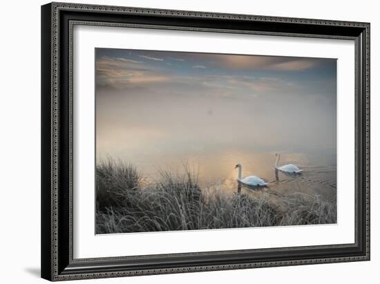 Two Mute Swans, Cygnus Olor, Glide Through A Lake In Richmond Park At Sunrise-Alex Saberi-Framed Photographic Print