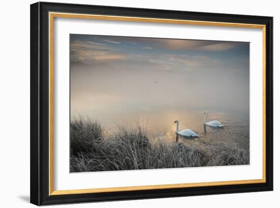 Two Mute Swans, Cygnus Olor, Glide Through A Lake In Richmond Park At Sunrise-Alex Saberi-Framed Photographic Print