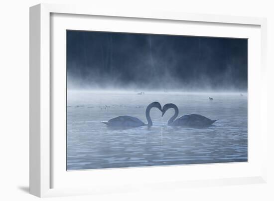 Two Mute Swans in Love, Cygnus Olor, Swim in a Pond in Richmond Park at Sunrise-Alex Saberi-Framed Photographic Print