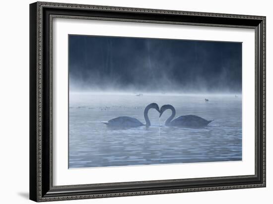 Two Mute Swans in Love, Cygnus Olor, Swim in a Pond in Richmond Park at Sunrise-Alex Saberi-Framed Photographic Print