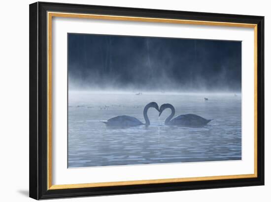 Two Mute Swans in Love, Cygnus Olor, Swim in a Pond in Richmond Park at Sunrise-Alex Saberi-Framed Photographic Print