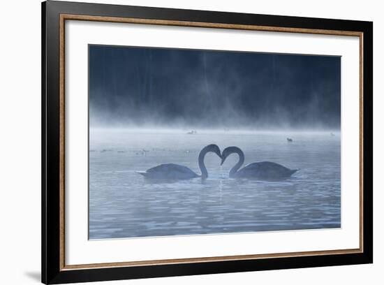 Two Mute Swans in Love, Cygnus Olor, Swim in a Pond in Richmond Park at Sunrise-Alex Saberi-Framed Photographic Print