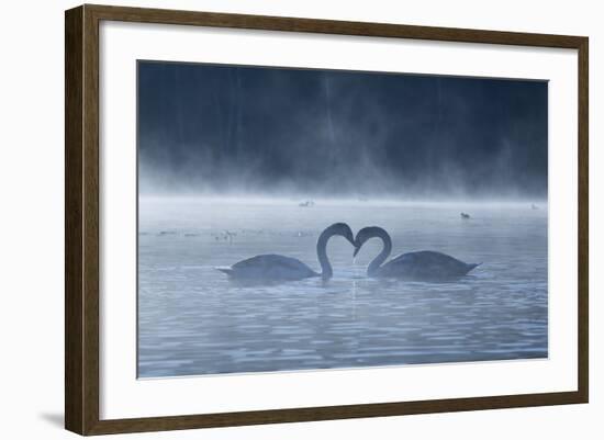 Two Mute Swans in Love, Cygnus Olor, Swim in a Pond in Richmond Park at Sunrise-Alex Saberi-Framed Photographic Print