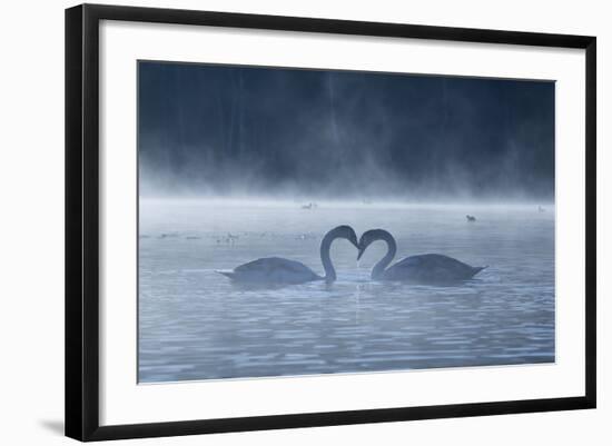 Two Mute Swans in Love, Cygnus Olor, Swim in a Pond in Richmond Park at Sunrise-Alex Saberi-Framed Photographic Print