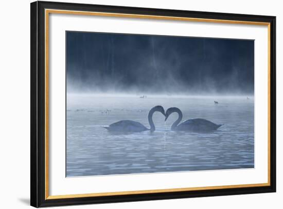 Two Mute Swans in Love, Cygnus Olor, Swim in a Pond in Richmond Park at Sunrise-Alex Saberi-Framed Photographic Print