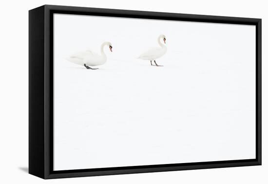 Two Mute swans on snow, Hazerswoude, The Netherlands-Edwin Giesbers-Framed Premier Image Canvas