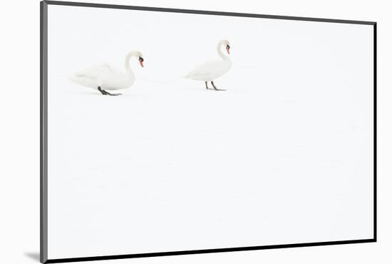 Two Mute swans on snow, Hazerswoude, The Netherlands-Edwin Giesbers-Mounted Photographic Print