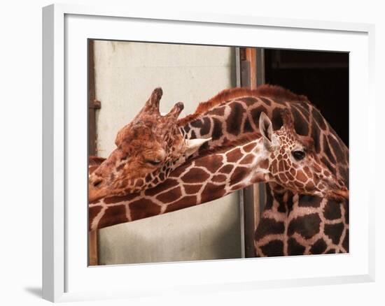 Two New Giraffe Calves Make Their First Apperance at London Zoo, October 1997-null-Framed Photographic Print