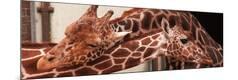 Premium Photographic Print