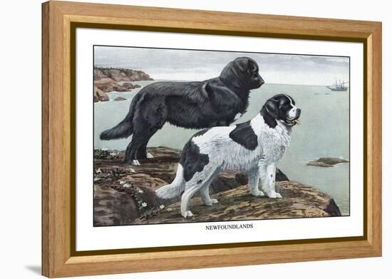 Two Newfoundlands-Louis Agassiz Fuertes-Framed Stretched Canvas