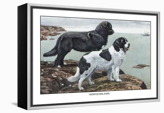 Two Newfoundlands-Louis Agassiz Fuertes-Framed Stretched Canvas