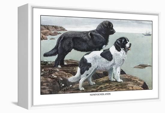 Two Newfoundlands-Louis Agassiz Fuertes-Framed Stretched Canvas