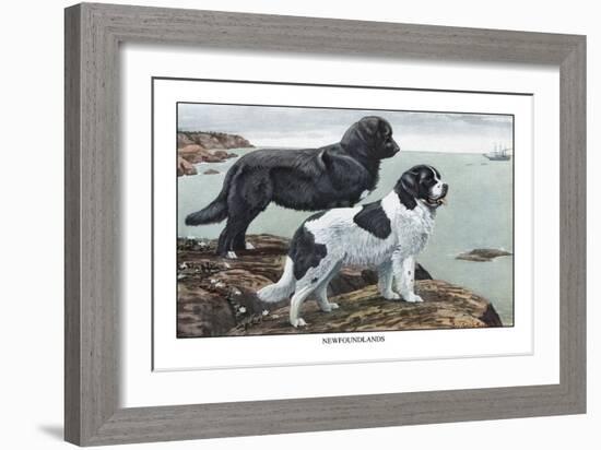 Two Newfoundlands-Louis Agassiz Fuertes-Framed Art Print