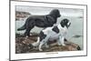 Two Newfoundlands-Louis Agassiz Fuertes-Mounted Art Print