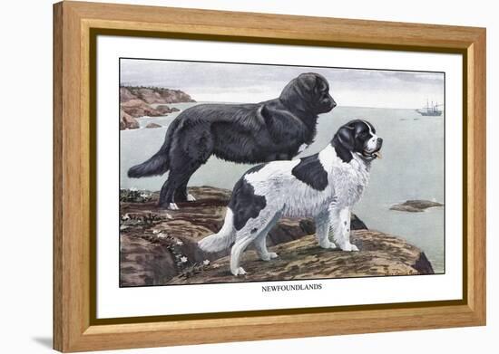 Two Newfoundlands-Louis Agassiz Fuertes-Framed Stretched Canvas